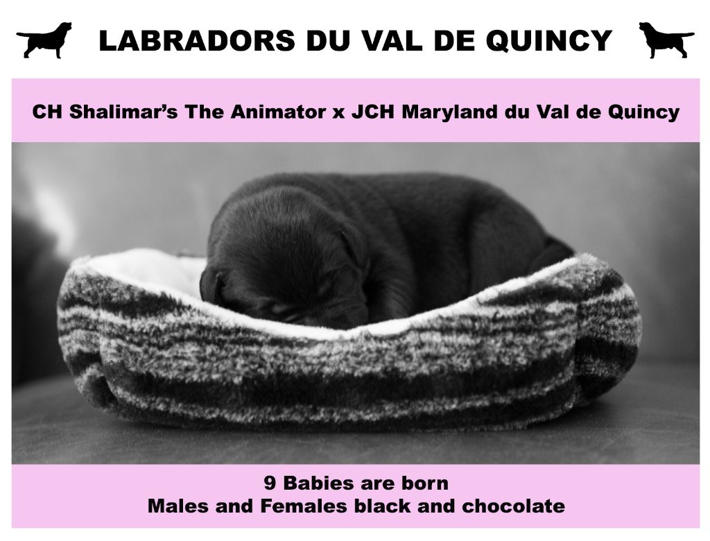 Du Val De Quincy - Mary a eu ses bébés  le 21 septembre 2021