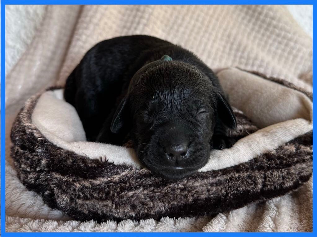 Du Val De Quincy - Chiot disponible  - Labrador Retriever