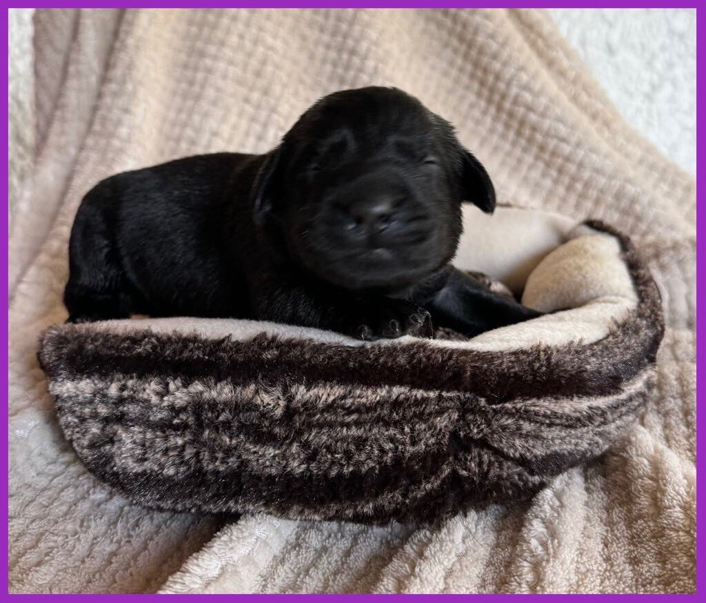 Du Val De Quincy - Chiot disponible  - Labrador Retriever