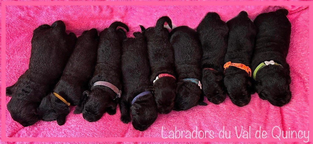 chiot Labrador Retriever Du Val De Quincy