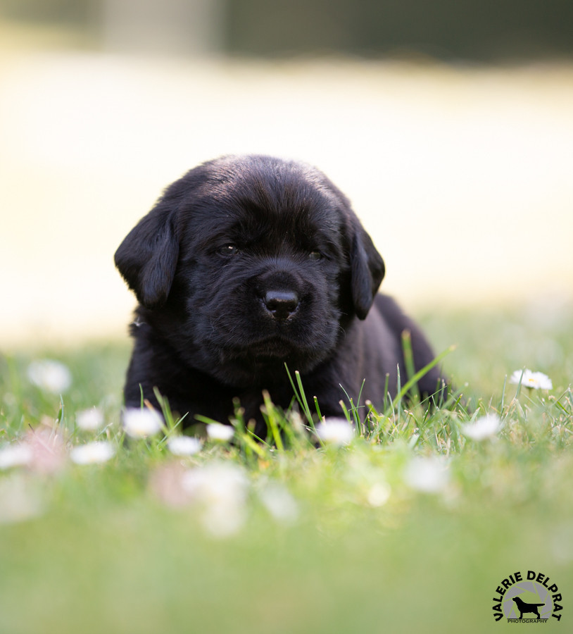 Du Val De Quincy - Chiots disponibles - Labrador Retriever
